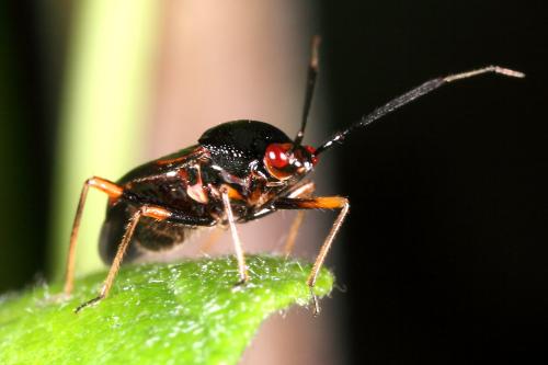 Réf. 111 862 : Deraeocoris ruber