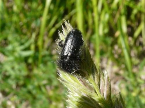Enicopus sp.