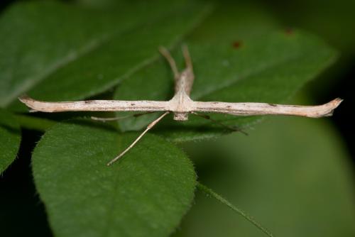 Emmelina monodactyla