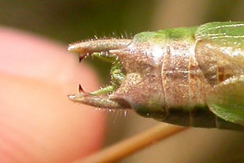 Bicolorana bicolor