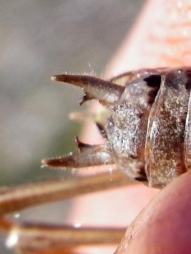 Metrioptera brachyptera