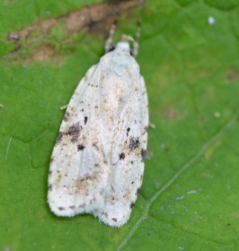 Réf. 111 674 : Agonopterix petasitis