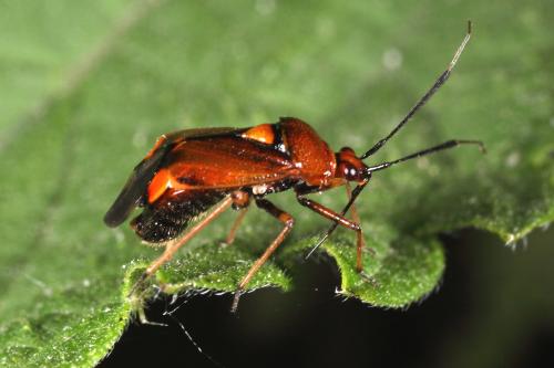 Réf. 111 860 : Deraeocoris ruber