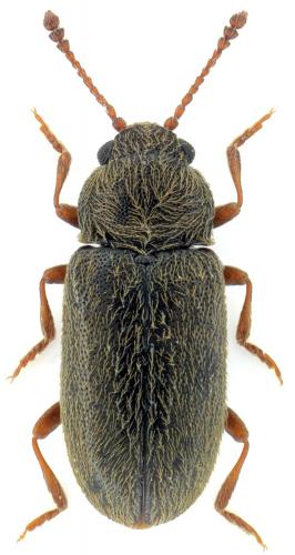 Telmatophilus brevicollis