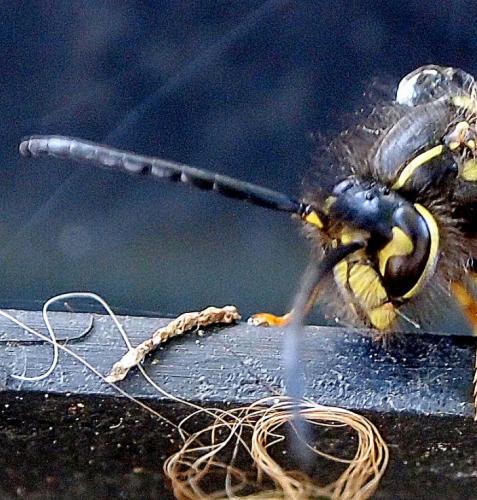 Réf. 111 639 : Vespula sp.