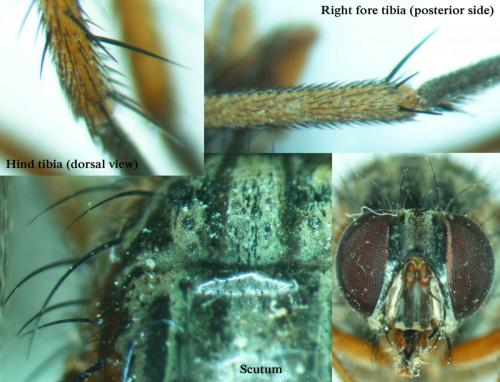 Phaonia rufiventris