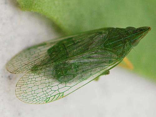 Réf. 111 364 : Dictyophara multireticulata