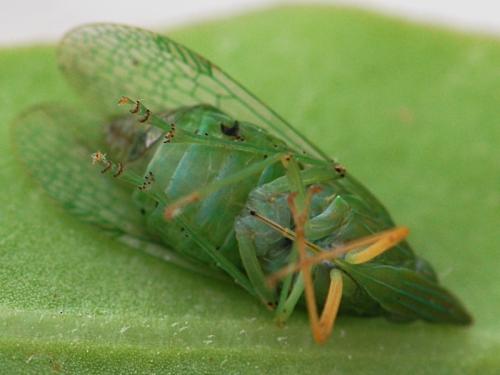 Réf. 111 365 : Dictyophara multireticulata