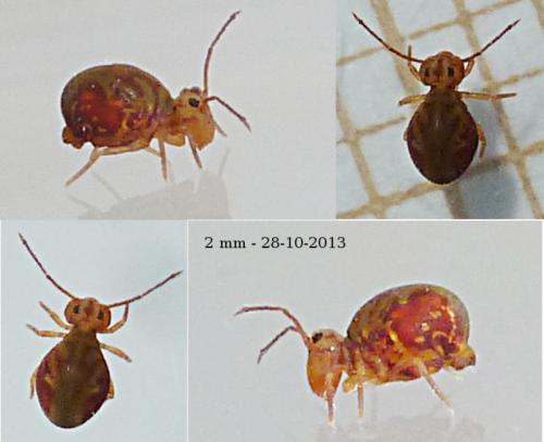 Dicyrtomina ornata