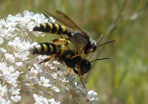 Cerceris arenaria