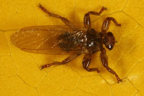 Réf. 111 117 : Lipoptena cervi