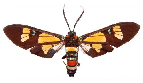 Réf. 111 778 : Euchromia lethe