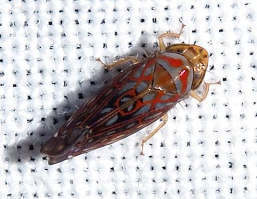 Paramelia colorata