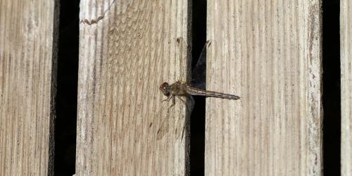 Sympetrum striolatum