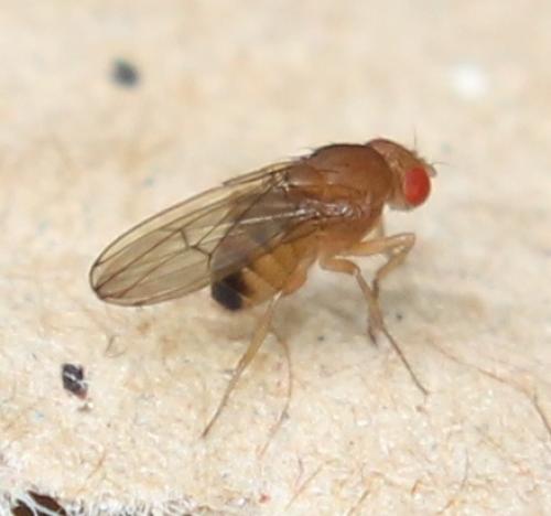 Drosophila immigrans
