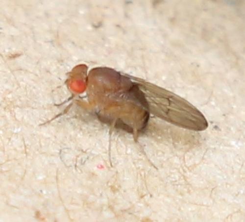Drosophila immigrans
