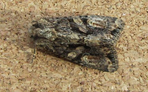 Dryobotodes tenebrosa