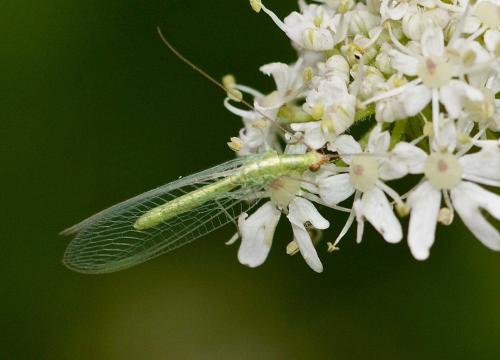 Chrysoperla lucasina
