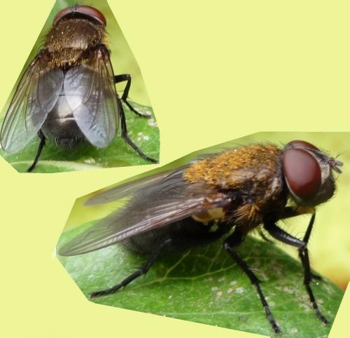 Pollenia sp.
