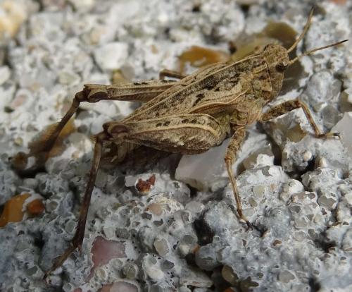 Réf. 111 531 : Tetrix undulata