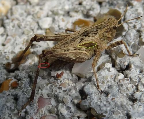 Réf. 111 625 : Tetrix undulata