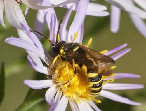 Cerceris arenaria