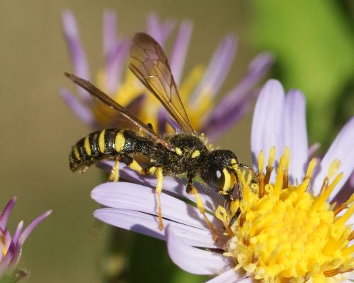 Cerceris arenaria
