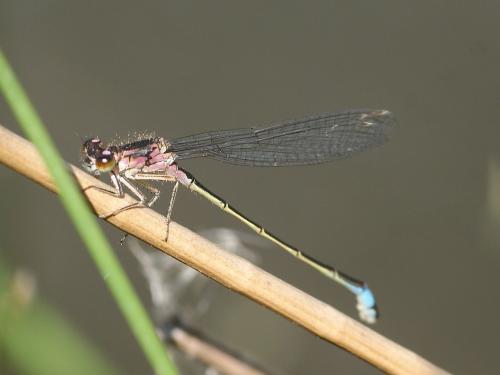 Ischnura elegans