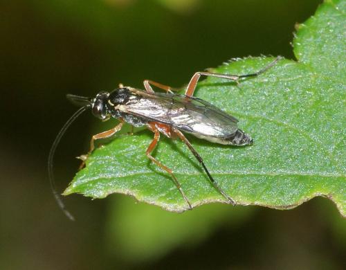 Lissonota sp.
