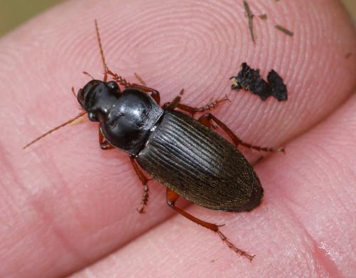Pseudoophonus rufipes