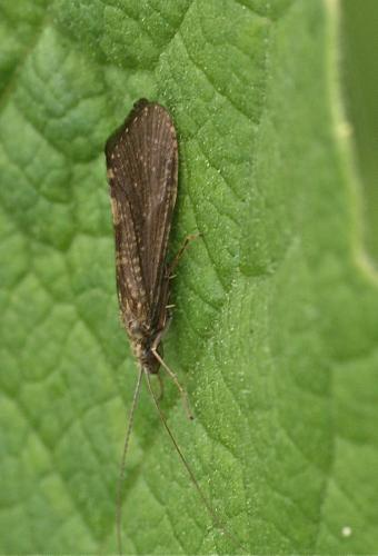 Réf. 111 260 : Hydropsyche sp.