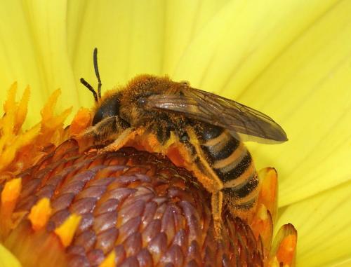 Réf. 111 593 : Halictus scabiosae