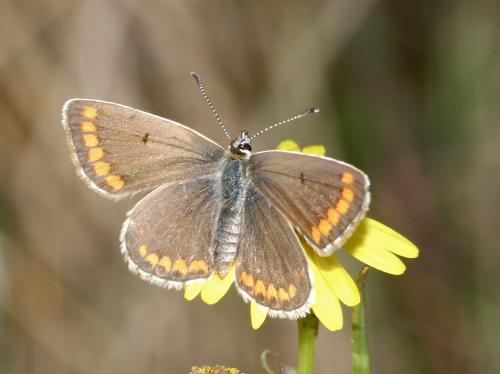 Réf. 111 999 : Aricia agestis