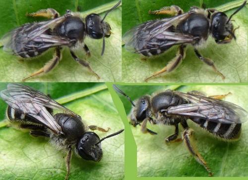 Lasioglossum sp.