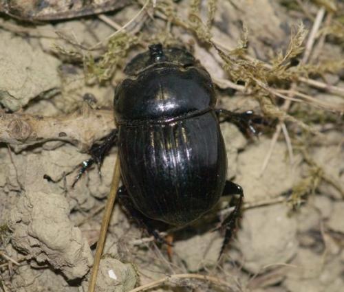 Réf. 111 067 : Copris lunaris