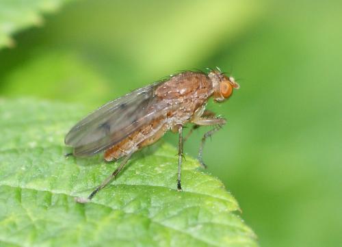 Suillia sp.