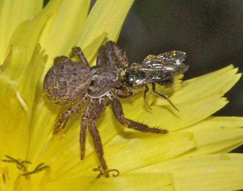 Xysticus sp.