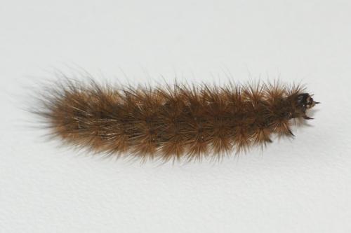 Phragmatobia fuliginosa
