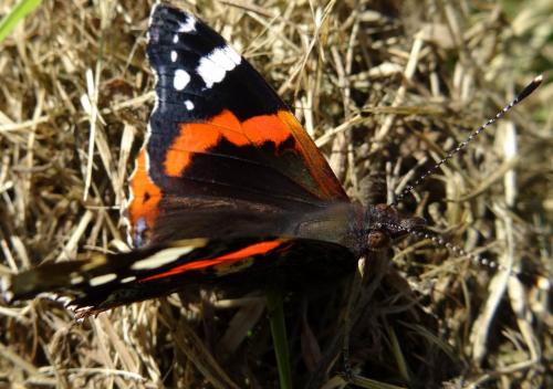 Réf. 111 536 : Vanessa atalanta