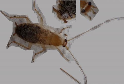 Planuncus vinzi