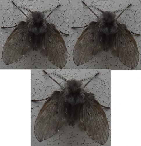 Clogmia albipunctata