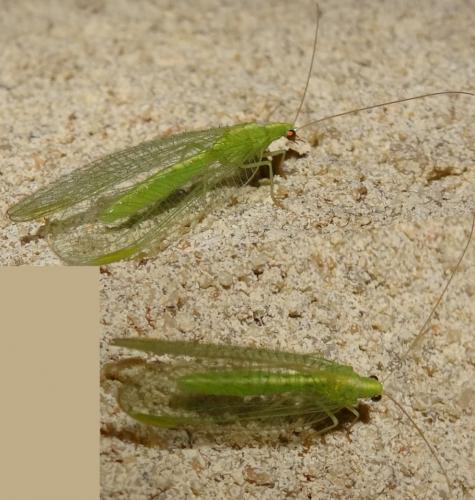 Réf. 111 874 : Chrysoperla sp.