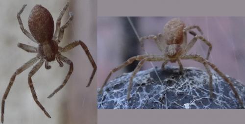 Réf. 111 935 : Philodromus sp.