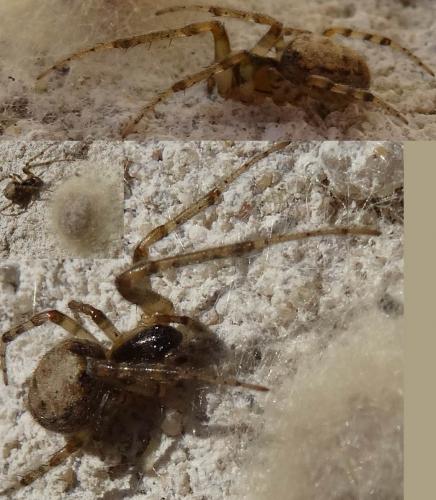 Zygiella x-notata