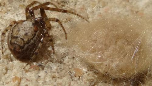Zygiella x-notata