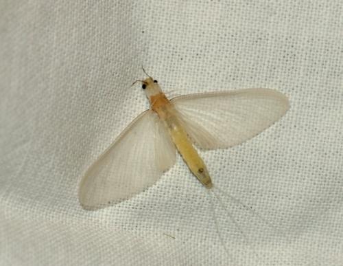 Réf. 111 133 : Ephoron virgo