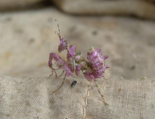 Réf. 111 033 : Pseudocreobotra ocellata
