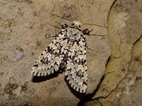Griposia aprilina