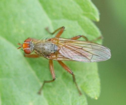 Scathophaga inquinata
