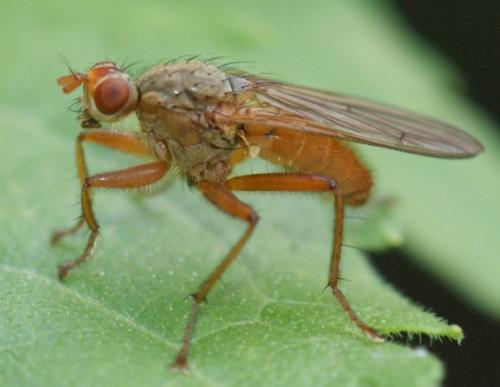 Scathophaga inquinata
